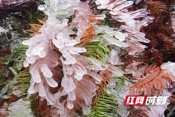 民情日记打卡湖南嘉禾国家森林公园
